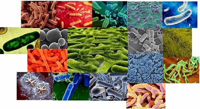 Разновидности бактерий для септиков