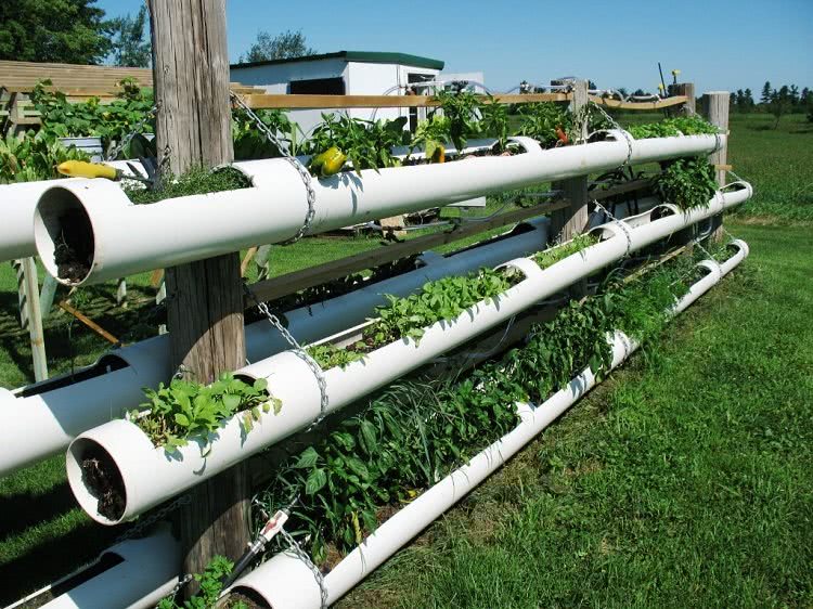 ПВХ трубы можно использовать для выращивания огородных и декоративных растений и оригинально декорировать садовый участок